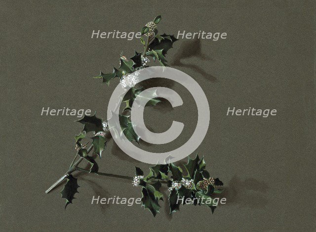 Ilex aquifolium L. (Common Holly), c1870-1920. Creator: Harold Drinkwater.
