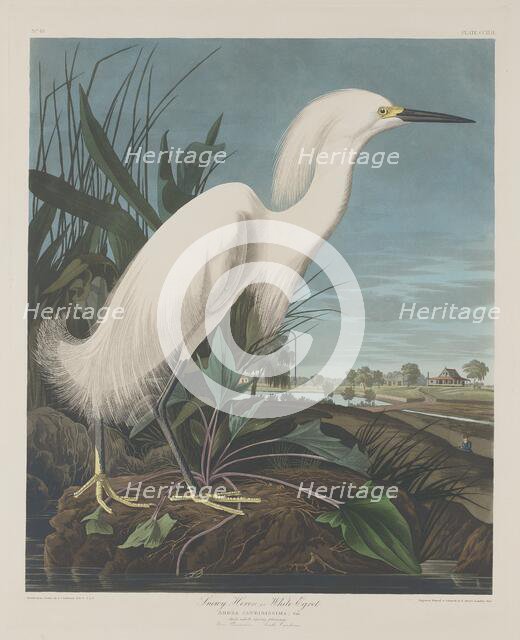 Snowy Heron, or White Egret, 1835. Creator: Robert Havell.