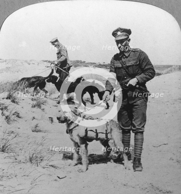 First aid dogs, World War I, c1914-c1918. Artist: Realistic Travels Publishers