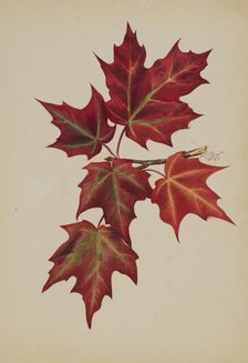 Untitled (Autumn Leaves), 1877. Creator: Mary Vaux Walcott.