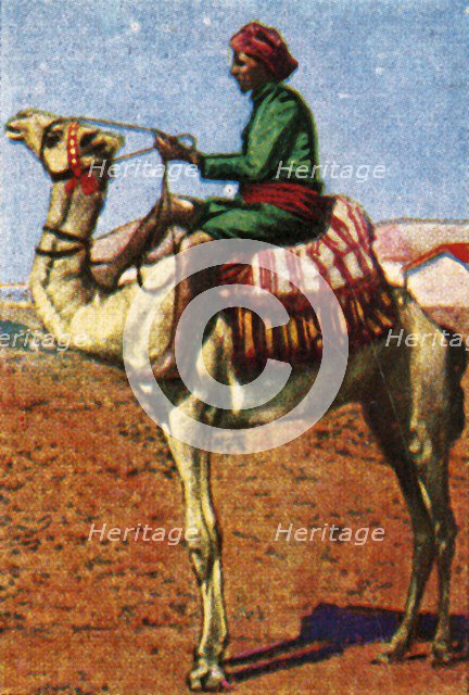 Post delivered by camel, Arabia, c1928. Creator: Unknown.