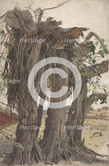 Study of a Stump with Aerial Roots, mid-19th-early 20th century. Creator: Woldemar Friedrich.