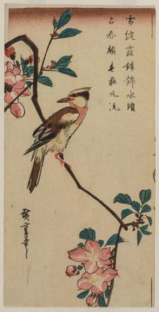 Korean Nightingale on Cherry Branch, early or mid 1830s. Creator: Ando Hiroshige (Japanese, 1797-1858).
