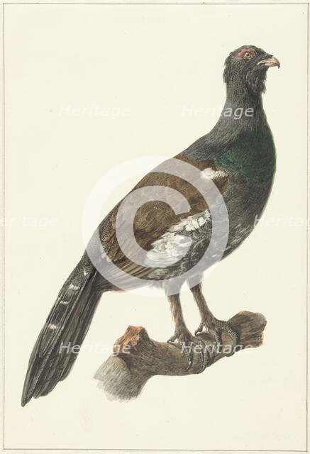 Auerhaan, 1759-1842. Creator: Pieter Bartholomeusz. Barbiers.