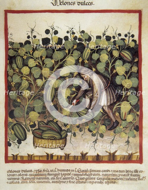 Sweet melon harvesting, 14th century.  Creator: Unknown.