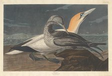 Gannet, 1836. Creator: Robert Havell.