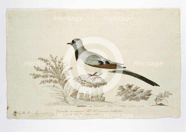 Oena capensis (Namaqua dove), 1778. Creator: Robert Jacob Gordon.