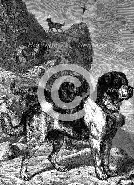 St Bernard mountain rescue dogs with flasks of brandy on their collars, c1880. Artist: Unknown