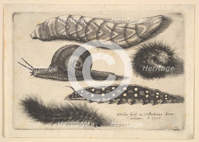 Four Caterpillars and a Snail, 1646. Creator: Wenceslaus Hollar.