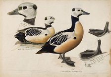 Steller's Eider, Male, 1836-1839. Creator: Magnus von Wright.