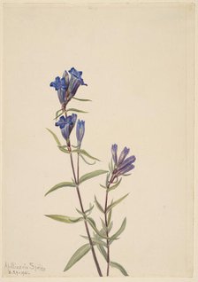 Gentian (Gentiana affinis), 1915. Creator: Mary Vaux Walcott.