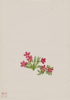 Primrose (Primula angustifolia), 1937. Creator: Mary Vaux Walcott.