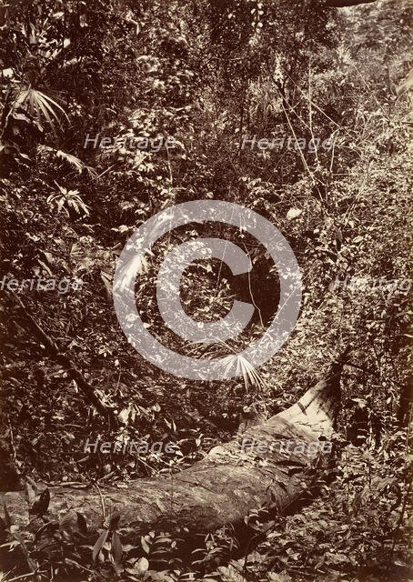 Tropical Scenery, Tropical Forest, 1871. Creator: John Moran.