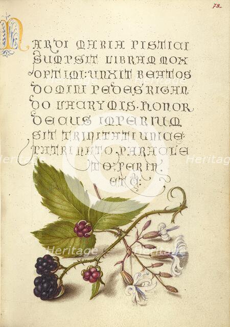 Blackberry and Nottingham Catchfly, 1561-1562; illumination added 1591-1596. Creator: Joris Hoefnagel.