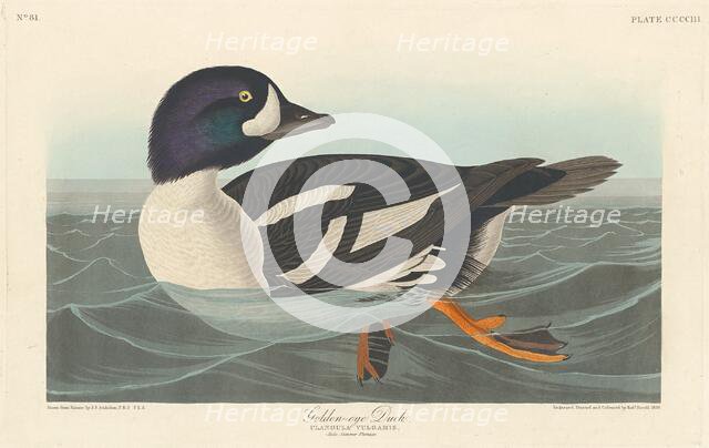 Golden-eye Duck, 1838. Creator: Robert Havell.