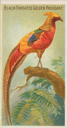 Black-Throated Golden Pheasant, from the Birds of the Tropics series (N5) for Allen & Gint..., 1889. Creator: Allen & Ginter.