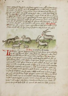 A Dog, Sheep, and Rams; Fables, third quarter of 15th century. Creator: Unknown.