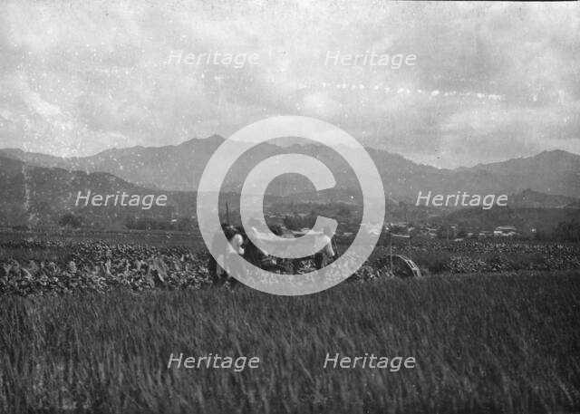 Travel views of Japan and Korea, 1908. Creator: Arnold Genthe.