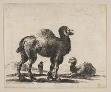 Plate 17: camels, from 'Various animals' (Diversi animali), after 1641. Creator: Unknown.
