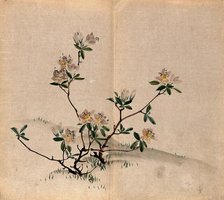 A rhododendron (Rhododendron indicum): small flowering shrub in grassland. Creator: Unknown.