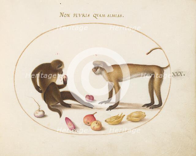 Animalia Qvadrvpedia et Reptilia (Terra): Plate XXX, c. 1575/1580. Creator: Joris Hoefnagel.