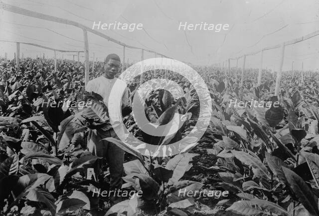 Porto [Puerto] Rico -- Raising tobacco under Cheese Cloth, between c1915 and c1920. Creator: Bain News Service.