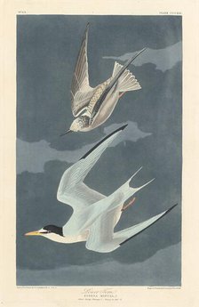 Lesser Tern, 1836. Creator: Robert Havell.