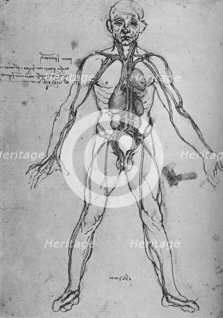 'Man Drawn as an Anatomical Figure to Show the Heart, Lungs and Main Arteries', c1480 (1945). Artist: Leonardo da Vinci.