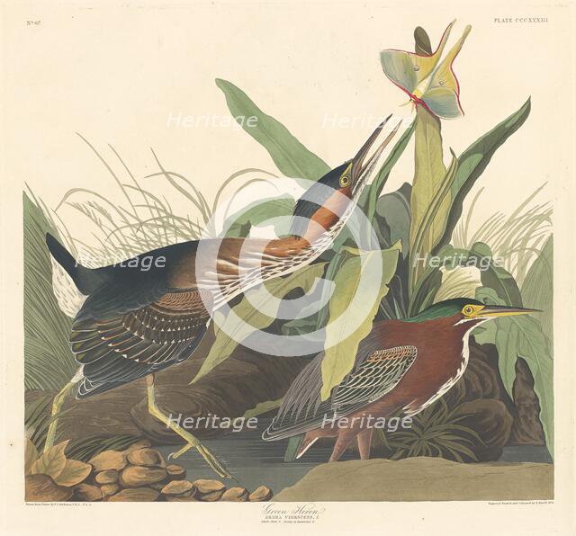 Green Heron, 1836. Creator: Robert Havell.