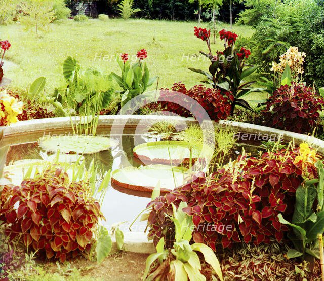 Victoria regia; botanical garden in Sukhumi, c1915. Creator: Sergey Mikhaylovich Prokudin-Gorsky.