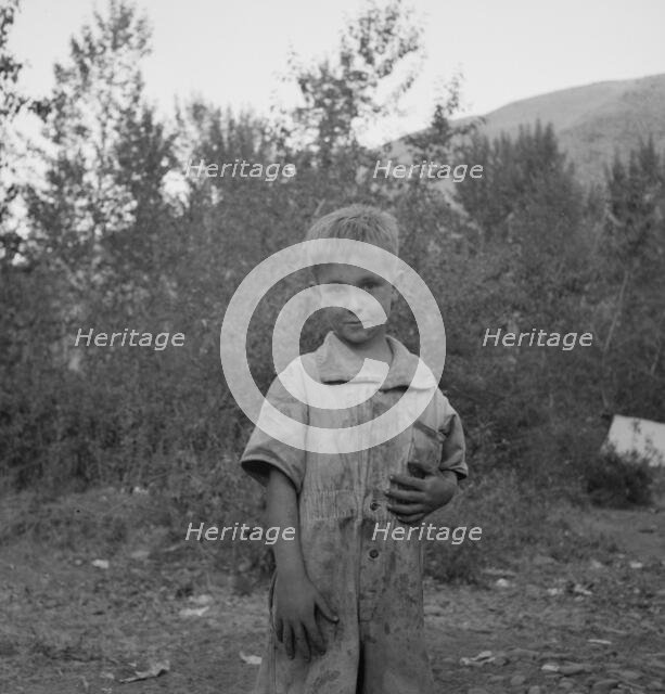 This is a younger brother who also picks hops, Washington, near Toppenish, Yakima Valley, 1939. Creator: Dorothea Lange.