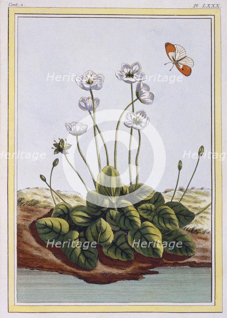 Chiendent de Parnasse (Grass of Parnassus),  pub. 1776. Creator: Pierre Joseph Buchoz (1731-1807).
