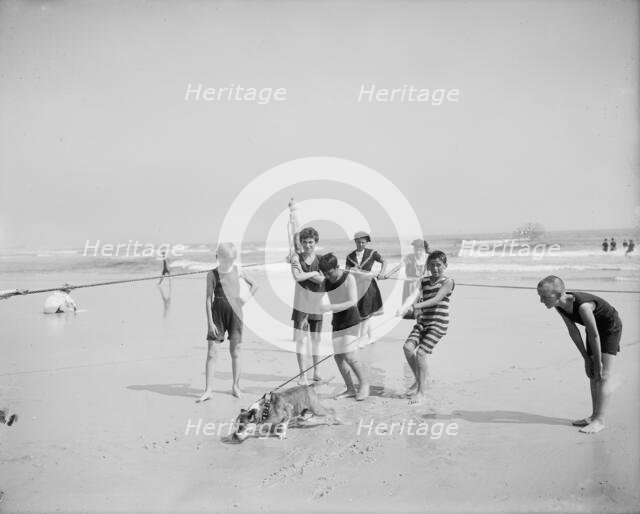 Bulldog on the beach, between 1900 and 1910. Creator: Unknown.