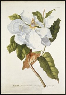 Magnolia Maxime Flore, c1740-1770. Creator: Georg Dionysius Ehret.