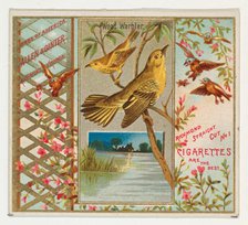 Wood Warbler, from the Birds of America series (N37) for Allen & Ginter Cigarettes, 1888. Creator: Allen & Ginter.