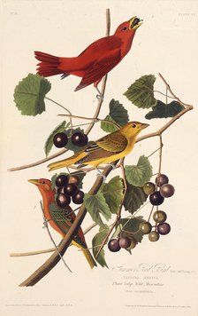 The Summer Red Bird. From "The Birds of America", 1827-1838. Creator: Audubon, John James (1785-1851).