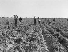 End of the day, pea pickers, near Calipatria, California, 1939. Creator: Dorothea Lange.