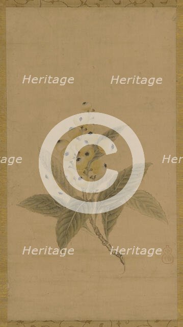 A branch of medlars, Edo period, 17th century. Creator: Kanô Tan'yû.