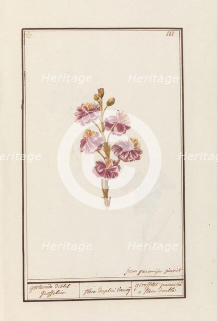 Wallflower (Erysimum cheiri), 1790-1799. Creator: Jan Garemijn.