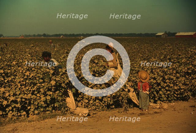 Day laborers picking cotton near Clarksdale, Miss. Delta, 1940. Creator: Marion Post Wolcott.
