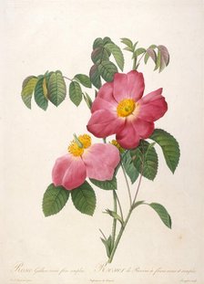 Rosier de Provinsi (From La Couronne de roses), 1817-1824. Creator: Redouté, Pierre-Joseph (1759-1840).