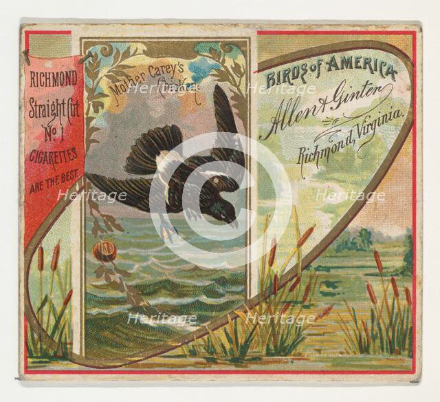 Mother Carey's Chicken, from the Birds of America series (N37) for Allen & Ginter Cigarett..., 1888. Creator: Allen & Ginter.
