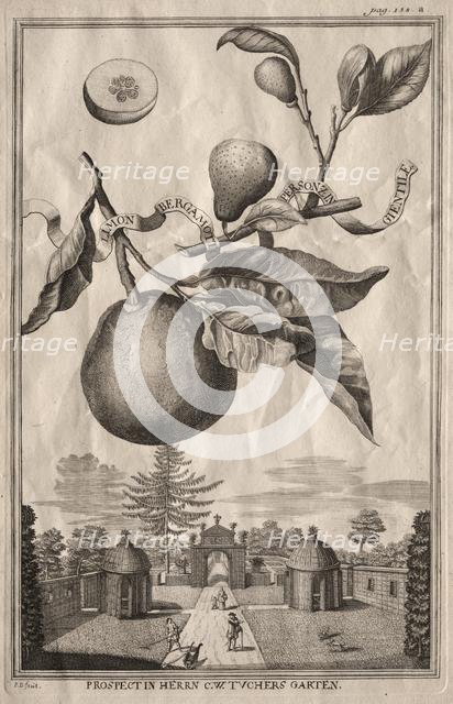 Nurnbergische Hesperides: Limon bergamotto personzin gientile, 1714. Creator: Joseph de Montalegre (Hungarian).