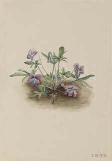 Southern Coast Violet (Viola septemloba), 1919. Creator: Mary Vaux Walcott.