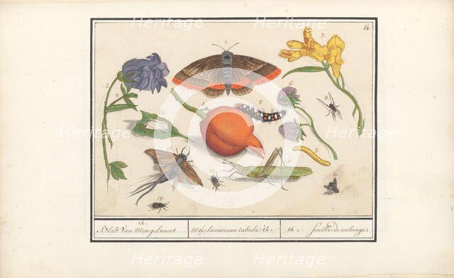 Natural History Ensemble (No. 14), 1596-1610. Creators: Elias Verhulst, Anselmus de Boodt.