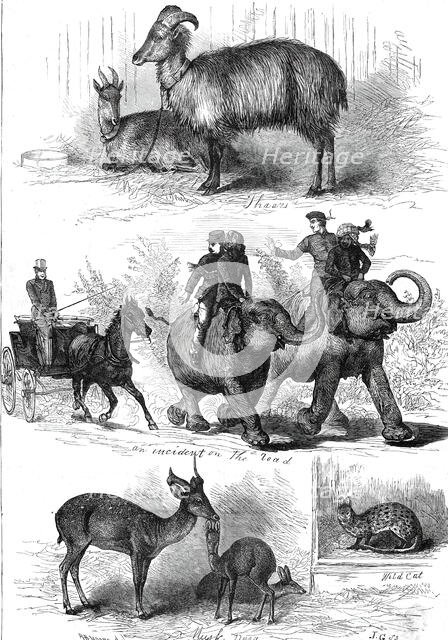 The Prince of Wales's Animals from India, 1876. Creator: J. G..