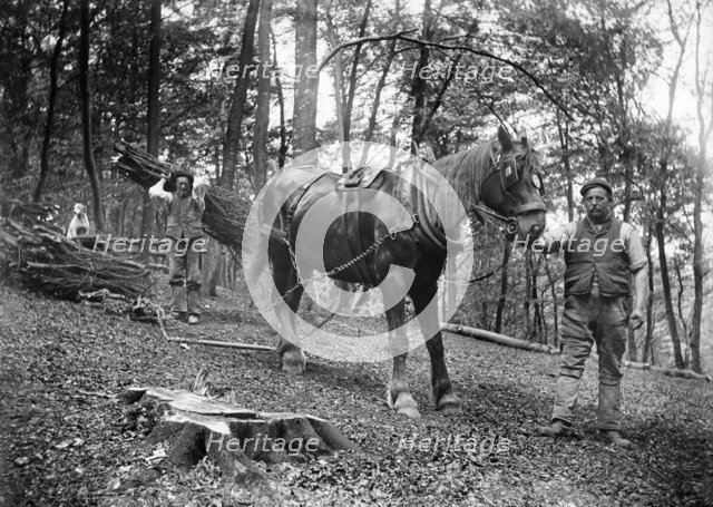 Forestry workers, Princes Risborough, Buckinghamshire, 1903. Artist: Alfred Newton & Sons.