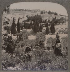 'Garden of Gethsemane and Mount of Olives from Greek Gardens', c1900. Artist: Unknown.