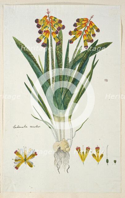 Lachenalia aloides (L.f.) Engl. var. quadricolor (Opal flower), 1777-1786. Creator: Robert Jacob Gordon.
