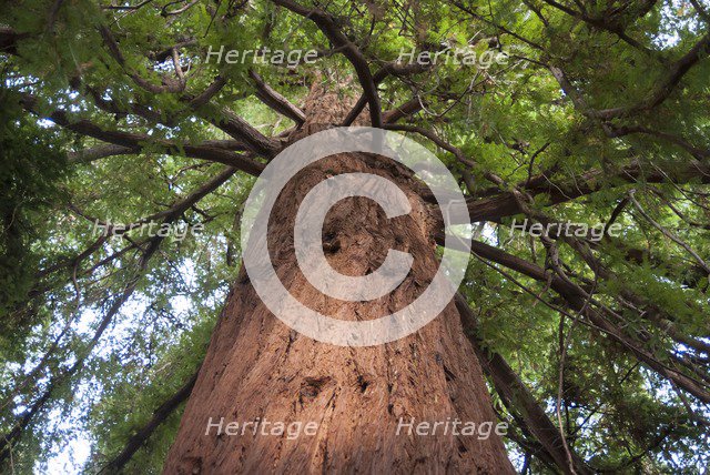 UK, London, Kew Gdns, 2009. Creator: Ethel Davies.